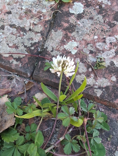 white clover