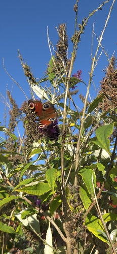European Peacock Butterfly