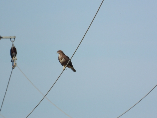 Common Buzzard