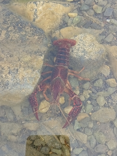 Red Swamp Crayfish