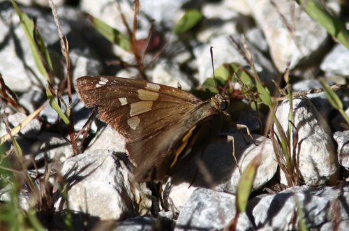 Silver-spotted Skipper