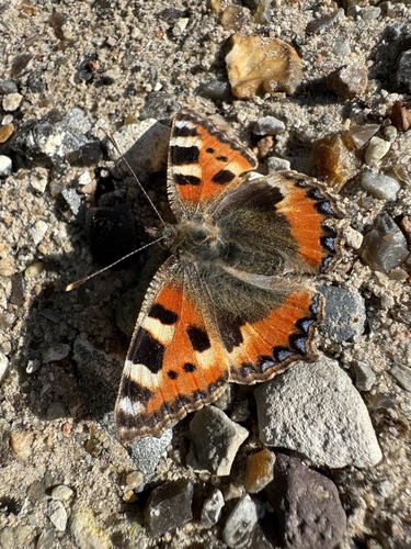 Small Tortoiseshell