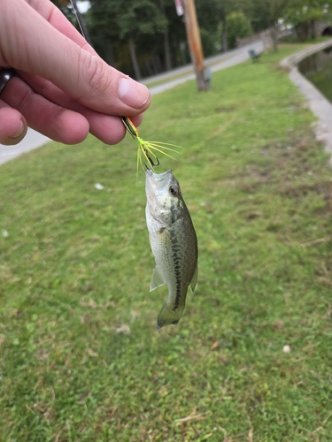 Largemouth Bass