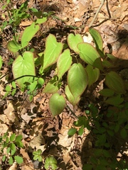 Epimedium × rubrum