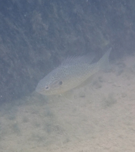 Pumpkinseed