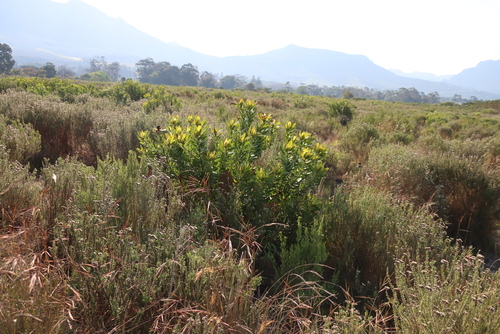 Leucadendron laureolum, photograph 3