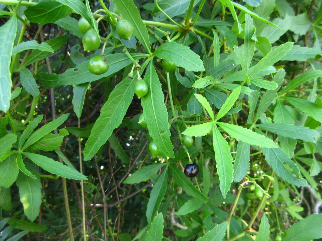 Cissus palmata