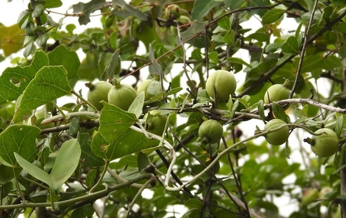 Catunaregam spinosa observed 2026-09-19