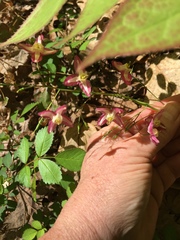 Epimedium × rubrum
