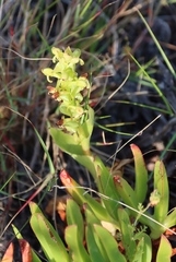 Satyrium odorum