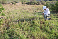 Heliophila africana