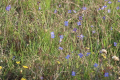 Heliophila africana, photograph (c) Tony Rebelo, some rights reserved (CC BY-SA)