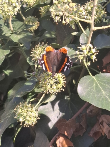 Red Admiral