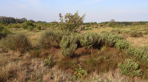 Virgilia oroboides, photograph 1
