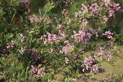 Virgilia oroboides