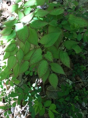 Epimedium × rubrum