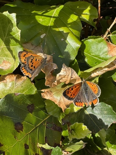Small Copper