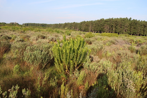 Leucadendron laureolum, photograph 2