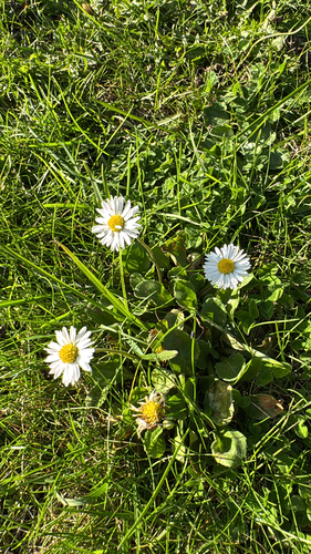 Lawn daisy