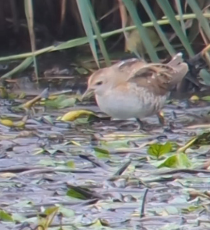 Little Crake