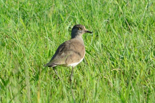 iNaturalist image
