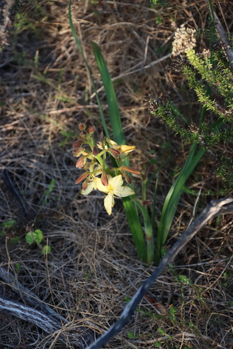 Wachendorfia paniculata, photograph 3