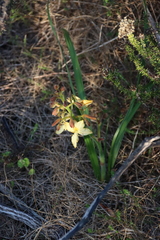 Wachendorfia paniculata, photograph (c) Tony Rebelo, some rights reserved (CC BY-SA)