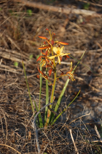Wachendorfia paniculata, photograph 2