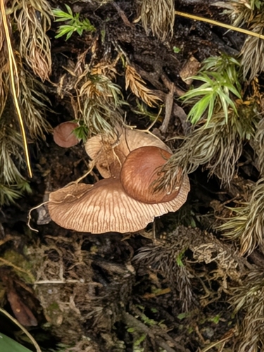 Gymnopus observed 2026-09-21