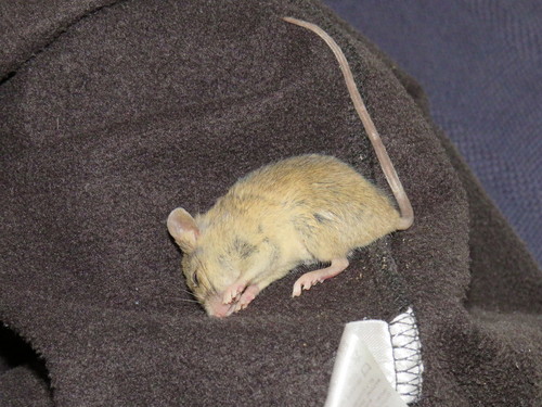 Namaqua Rock Rat (Micaelamys namaquensis)