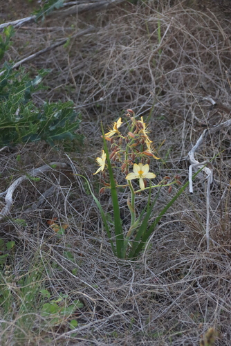 Wachendorfia paniculata