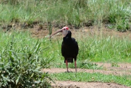 iNaturalist image
