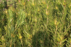 Leucadendron laureolum, photograph (c) Tony Rebelo, some rights reserved (CC BY-SA)