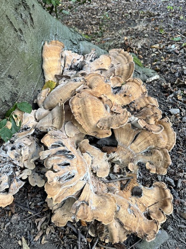 Giant Polypore