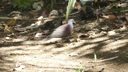 Malagasy Turtle-Dove