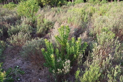 Leucadendron laureolum