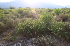 Protea scolymocephala