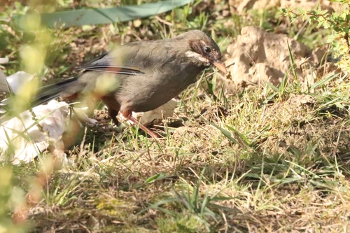 Prince Henry's Laughingthrush
