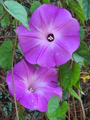 Ipomoea crinicalyx