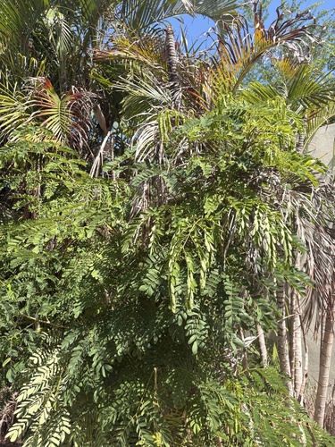 Albizia procera observed 2026-09-26