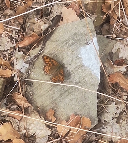 Wall Brown