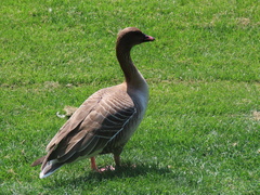 Anser brachyrhynchus