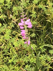 Physostegia pulchella