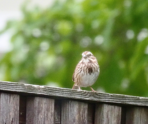 Song Sparrow