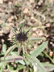 Pentanema hirtum, photograph Евгений Маринкин, CC BY, iNaturalist via GBIF
