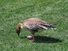 Anser brachyrhynchus