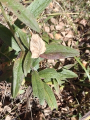Pentanema hirtum, photograph Евгений Маринкин, CC BY, iNaturalist via GBIF