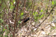 Zygaena lavandulae