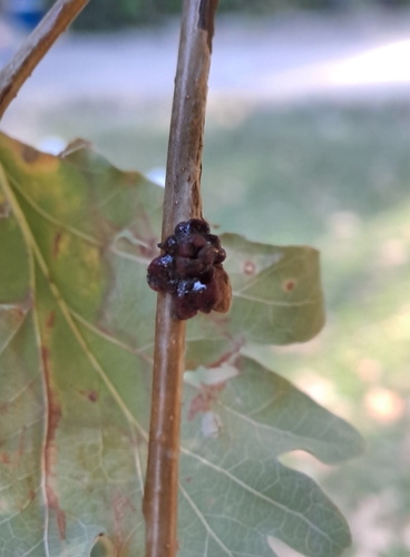 Andricus mitratus