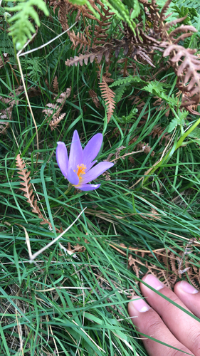 Late Crocus